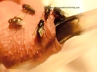 Flies Under The Foreskin GayBeast - boy Fucks Pet