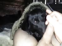 Foxy Lab GayBeast.com - boy Fucks Pet
