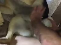 Friend Fucks The Dog GayBeast.com - Zoophilia Man