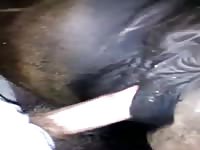 Fuck A Tight Mare Pussy GayBeast.com - Man Fucks Pet- Beastiality Porn With Boy