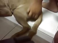 Fuck Dog 4 Gay Beast Com - Bestiality Boy