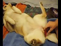Fuck Doggy GayBeast - Bestiality Man
