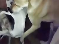 Fuck Dogs GayBeast - Men Fucks Pet