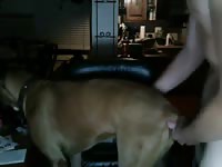 Fuck Female Dog GayBeast - Man Fucks Pet