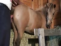 Fuck Horse Creampi Part 2 Gay Beast Com - Men Fucks Pet