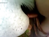 Fuck Horse GayBeast.com - Beastiality Dude
