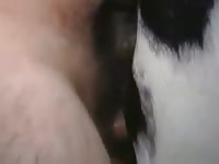 Fuck Mare 10 GayBeast Rip - Men Fucks Animal