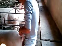 Fuck Pig Gay Beast Com - Beastiality Dude