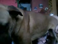 Fuck Suck Male Dog Gay Beast Com - Bestiality Porn Tube With Men