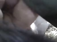 Fuck Vagina Of Cattle Gay Beast Com - Bestiality Dude