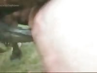 Fucked By Horse 1 GayBeast Rip - Man Fucks Pet