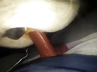 Fuckin A Tight Pony Mare GayBeast - Beastiality Porn Movie With Boy
