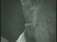 Fuckin Lama Pussy Gay Beast Com - Man Fucks Animal