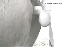 Fucking A Mare 8 GayBeast Rip - Bestiality Man