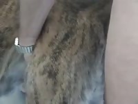 Fucking Bitch 4 Gay Beast Com - Bestiality Porn Tube With Boy