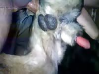 Fucking Dog 4 GayBeast Rip - Zoophilia Sex Tube With Boy