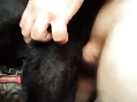 Fucking Dog 5 Gay Beast Com - Bestiality Porn Video With Boy