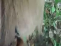 Fucking Mare In The Woods Gay Beast Com - Dude Fucks Pet