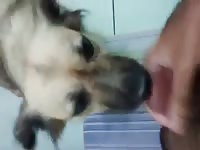 Fucking My Dog 1st Try Gay Beast Com - Men Fucks Pet