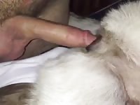Fucking My Gsd GayBeast.com - Bestiality Sex With Boy