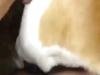 Fucking With Street Dogs GayBeast Rip - Man Fucks Pet