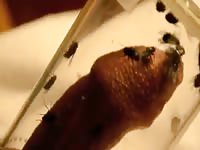 Fun With Flies GayBeast.com - boy Fucks Animal