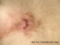 Fuzzybutt Love 2 GayBeast - Beastiality Sex Movie With Dude