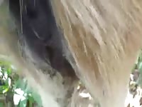 Gay 1 GayBeast Rip - Beastiality Men