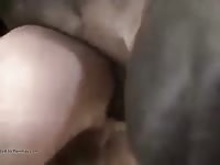 Gay Dando Al Caballo GayBeast.com - Dude Fucks Pet