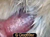 Gay Dogs 1 GayBeast - Beastiality Man
