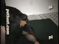 Gay Extreme Rottie Petlust