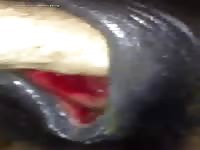 Gay Beast Com 1883 Orgams Mare Pussy - Zoophilia Sex Movie With Dude- Man Fucks Animal
