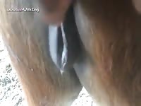 GayBeast 2102 Minimare - Dude Fucks Animal- Bestiality Man
