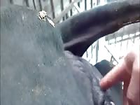 GayBeast Rip 610cowfis Gay Zoo Porn Petlust Men Fuck Animals- Dude Fucks Pet