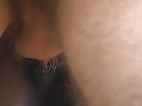 Gay Beast Com A Good Old Fashioned Mare Fuck Gay Zoo Porn Petlust Men Fuck Animals- Men Fucks Pet