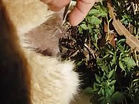 Gay Beast Com Alpaca1 Gay Zoo Porn Petlust Men Fuck Animals- Bestiality Sex With Men