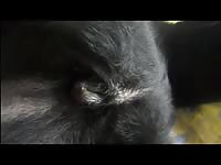 GayBeast Rip Aluzky Fingering A Bitch Gay Zoo Porn Petlust Men Fuck Animals- Men Fucks Animal