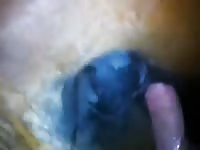 Gay Beast Com Anal And Creampie Gay Zoo Porn Petlust Men Fuck Animals- boy Fucks Pet