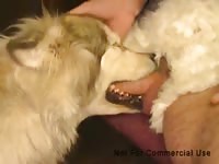 GayBeast.com Another Bj Gay Zoo Porn Petlust Men Fuck Animals- Bestiality Porn With Boy