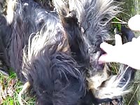Gay Beast Com Bitch Fingered Gay Zoo Porn Petlust Men Fuck Animals- Beastiality Dude