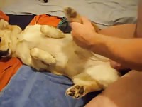Gay Beast Com Blond Bitch Gay Zoo Porn Petlust Men Fuck Animals- Animal Porn Video With Man