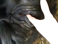 Gay Beast Com Cow Pee And Fist Gay Zoo Porn Petlust Men Fuck Animals- Beastiality Porn Video With Boy