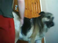GayBeast Dog Femele Funk Gay Zoo Porn Petlust Men Fuck Animals- Animal Dude
