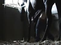 Gay Beast Com Dog Fuck - Zoophilia Sex Tube With Dude- Bestiality Man