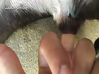 Gay Beast Com Dog Loves To Suco And Get Fingered - Animal Sex Tube With Dude- Beastiality Sex With Dude