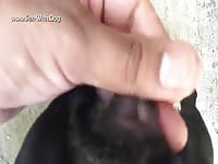 Gay Beast Com Dog Pussy In Heat 1 - Dude Fucks Animal- Animal Sex Movie With Boy