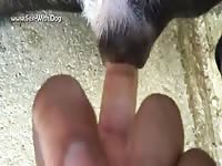 GayBeast Rip Dog Pussy In Heat 3 - Beastiality Man- Beastiality Men