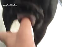 Gay Beast Com Dog Pussy In Heat 4 - Dude Fucks Animal- Man Fucks Animal