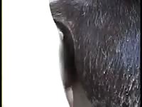 GayBeast Rip Donkey Fucking 2 Gay Zoo Porn Petlust Men Fuck Animals- Bestiality Sex With Dude