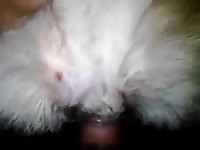 GayBeast Rip Enjoying A Beautiful Pussy 02 Gay Zoo Porn Petlust Men Fuck Animals- Zoophilia Sex With Man